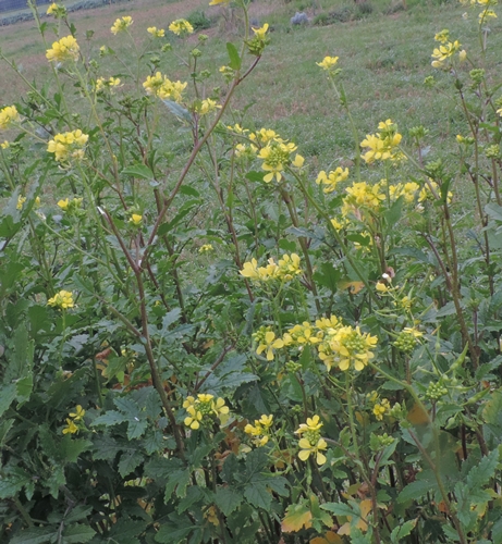 Sinapis alba (Brassicaceae)